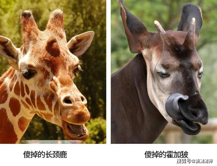 今晚四不像一肖图，解读与实际应用
